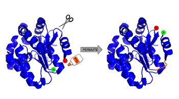 Image: 3D ribbon-drawing of a hypothetical circularly permuted protein (Photo courtesy of Rice University). 